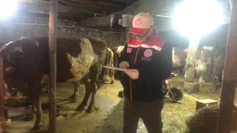 Dernekpazarı'nda Hayvan Sağlığı İçin Şap ve Brusella Aşılama Çalışmaları Devam Ediyor