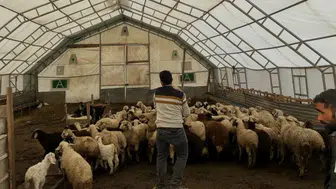 Bayburt Aydıntepe’de Küçükbaş Hayvanlar İçin Aşılama ve Küpeleme Çalışmaları Sürüyor
