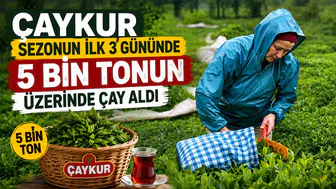 ÇAYKUR, 2026 sezonunun ilk 3 gününde 5 bin 600 ton çay aldı
