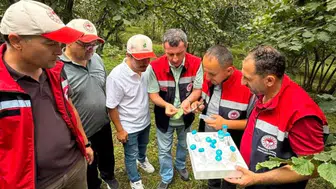Beşikdüzü'nde Kahverengi Kokarcaya Karşı Biyolojik Mücadelede Sevindiren Gelişme