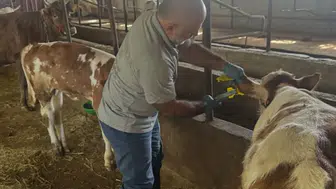 Aydıntepe'de Buzağı Küpeleme ve Aşılama Çalışmaları Tamamlandı