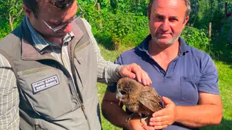 Alaca Baykuş Balkız Güvende: Doğaya Dönmek İçin Koruma Altına Alındı
