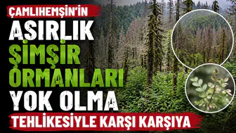 Çamlıhemşin’in Asırlık Şimşir Ormanları Yok Olma Tehlikesiyle Karşı Karşıya