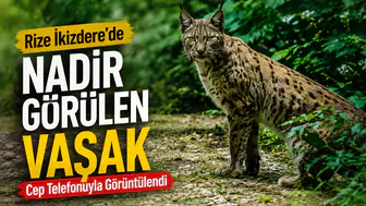 Rize İkizdere'de Nadir Görülen Vaşak Cep Telefonuyla Görüntülendi
