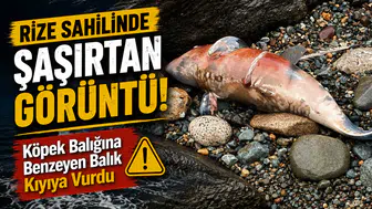 Rize Sahilinde Şaşırtan Görüntü! Köpek Balığına Benzeyen Balık Kıyıya Vurdu