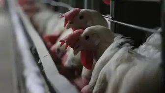 TÜİK: Tavuk eti üretimi haziranda yüzde 14,7 arttı