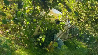 Fındık Bahçesine Devrilen Kamyondan Korkunç Haber: 1 Kişinin Hayatı Kaybedildi!