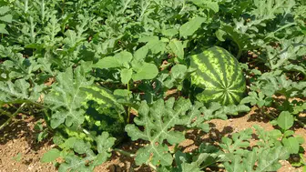 Trabzon’da 15 yıllık Yalıncak karpuzu üretimi azaldı!