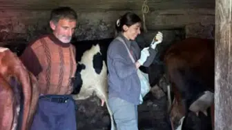 Vakfıkebir'de Sonbahar Aşılama Programı Başladı: Şap ve Brusella Aşıları Yapılıyor