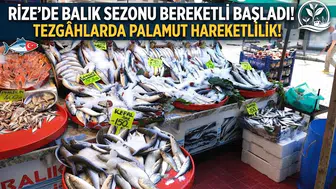 Rize’de Balık Sezonu Bereketli Başladı: Tezgâhlarda Palamut Hareketliliği