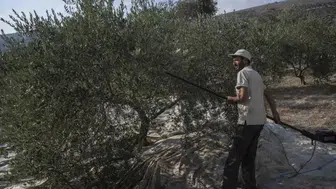 İsrail ordusuna Fransa'da savaş suçu şikâyeti: Lübnan'daki asırlık zeytin ağaçları söküldü