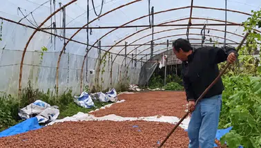 Yağmur bastırdı, fındığı harmanda kurutamadı!