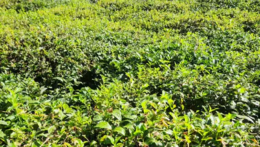 Rize'de çay bahçelerini tehdit eden telgraf otu üreticileri endişeli