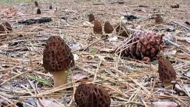 Isparta'da Kuzu Göbeği Mantar Sezonu Başladı, Ekonomik Değer ve Doğal Zenginlik Koruma İhtiyacı Bulunuyor