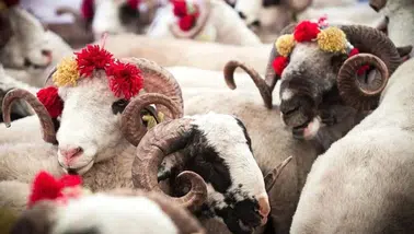 Kurban Kesim Ücretleri Vekaletle Kesim için Belirlenerek Açıkladı!