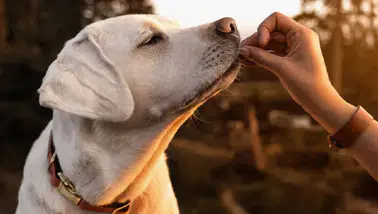 Köpeklerin Duygu Algısı: İnsanların Korku ve Öfkesini Ayırabilme Yeteneği Ortaya Çıktı!