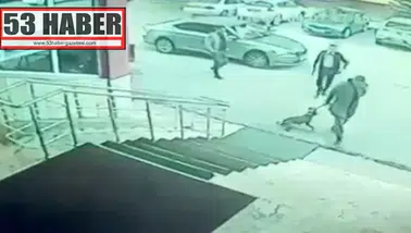 Kaymakamın köpeğe tekme attığı iddialarına soruşturma açıldı!