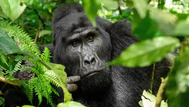 Dağ gorilleri burada yaşıyor! Afrika'nın Bin Tepeli Ülkesi Ruanda...