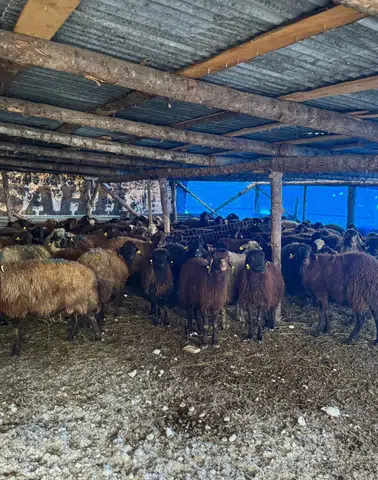 Aydıntepe’de Küçükbaş Hayvancılık Projesiyle Üreticiler Destekleniyor