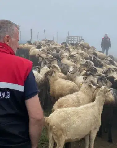 Of’ta Küçükbaş Hayvanlarda PPR Aşısı İçin Bağışıklık Kontrolü Yapıldı