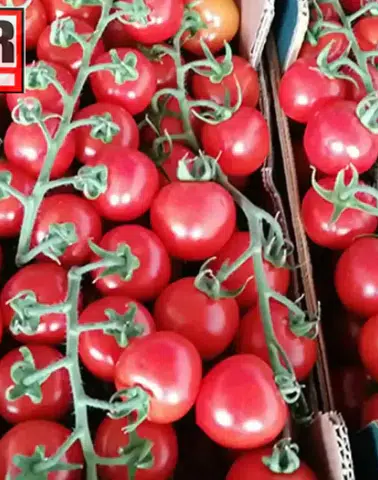 Menemen Sezonu Trabzon’da Başladı! Pazar Fiyatları Ne Durumda?