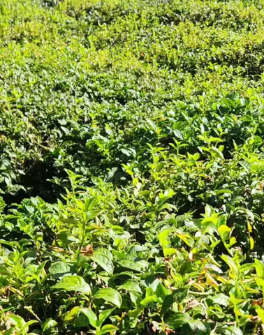 Rize'de çay bahçelerini tehdit eden telgraf otu üreticileri endişeli