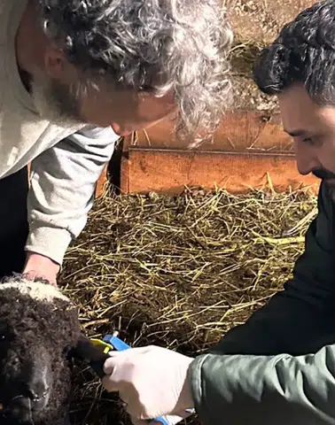 Trabzon’da Küçükbaş Hayvanlara Sağlık Taraması: Aşılama ve Küpeleme Çalışmaları Sürüyor