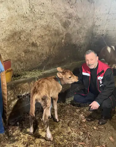 Of’ta Jersey Bereketi: İlk Yavruların Ardından Torunlar'da Dünyaya Geldi