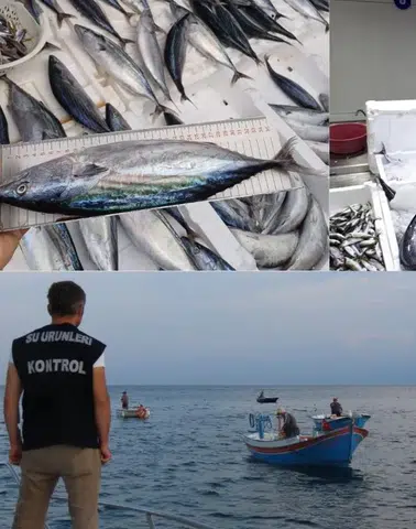 Palamut ve Torik Av Yasağıyla Denetimler Artırıldı