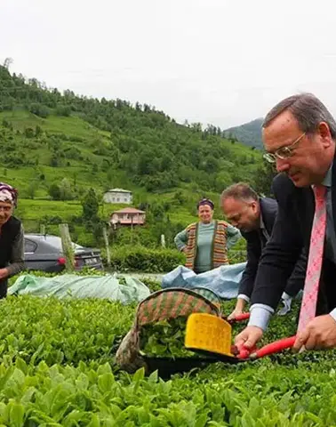 ÇAYKUR 2026 Yaş Çay Kampanyasını Başlatıyor: Hasat 20 Mayıs’ta Açılıyor