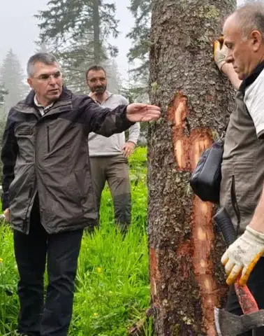 Trabzon Bölge Müdürü Demirci’den Gençleştirme Sahalarında İnceleme
