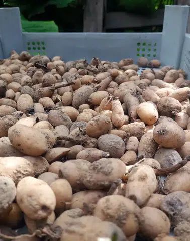 Sürmene’de Salep Hasadı Başladı: Üreticilere Teknik Destek Verildi