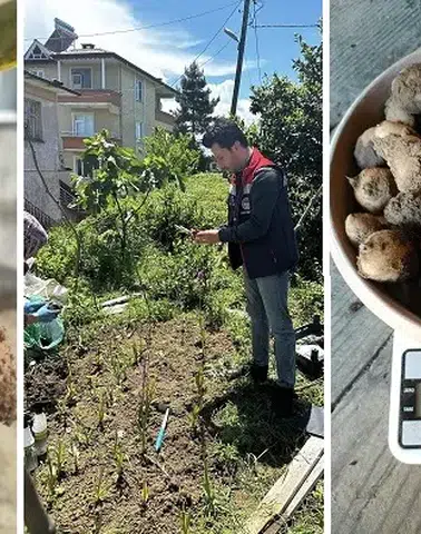Rize’de Salep Üretiminde İlk Hasat Heyecanı
