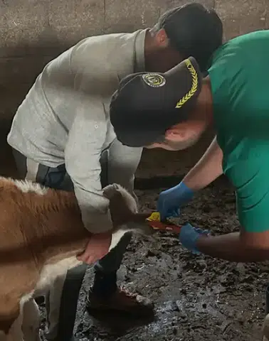 Aydıntepe’de Buzağı Küpeleme ve Aşılama Faaliyetleri Başarıyla Tamamlandı!