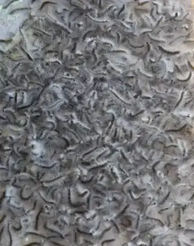 Doğu Karadeniz'de Amerikan Beyaz Kelebeği Tehdidi: Uzmanlardan Acil Uyarı Geldi!