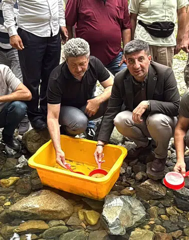 Güneysu Derelerine Doğal Alabalık Bırakıldı