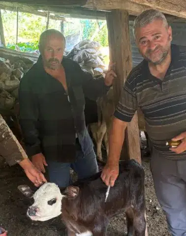 Trabzon'da Kırsalda Bereket Projesi Kapsamındaki Büyükbaş Hayvanlara Şap Aşısı Uygulandı