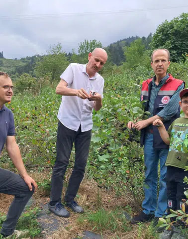 Trabzon’da Aronya Hasadı İçin Kritik Ölçüm: Brix Değeri 18-20 Olmalı