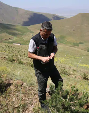 Erzurum'da Ağaçlandırma Sahaları Yerinde İncelendi: Bölge Müdürü Karakurt'tan Çalışmalara Yakın Takip