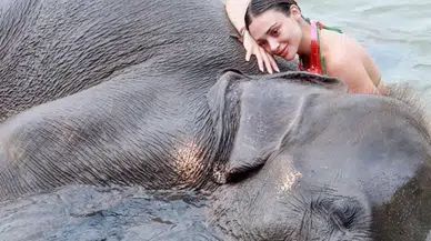 Oyuncu Rabia Soytürk'ün fille pozları olay oldu! Filin burnuna oturduğu kareye yorum yağdı