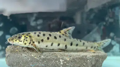 RTEÜ Nesli Tükenme Tehlikesi Atında Olan Leopar Sazanını Yeniden Keşfetti