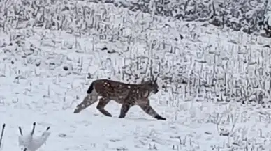 Trabzon'un Of ilçesinde karla kaplı arazide gezen vaşak görüntülendi