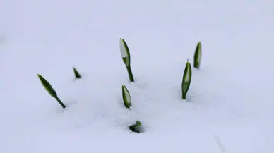 Sakarya'da beyaz örtüyle kaplanan Çam Dağı'nın eteklerini kardelenler süsledi