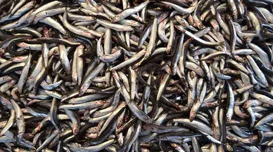 Trabzon'dan 2023'te Almanya başta olmak üzere 4 ülkeye 561 bin dolarlık hamsi ihraç edildi