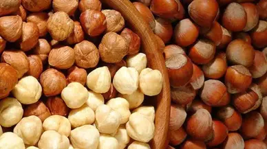 Fındık fiyatları koptu geliyor! Serbest piyasa güncel fındık fiyatları (20 Ocak 2024)