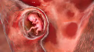 Bu duyular doğmadan önce gelişiyor! İşte anne karnındaki bebeğin inanılmaz becerileri!