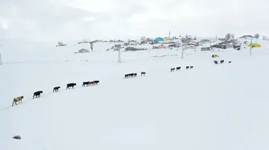 Karla kaplı Ağrı'da besiciler, hayvanlarının su ihtiyacını derede karşılıyor