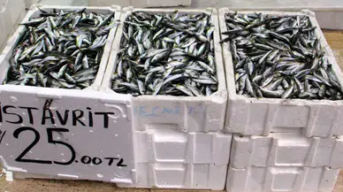 Karadeniz'de istavrit bolluğu yaşanıyor