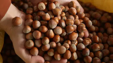 Ordu'da fındığın kilogramı 110 liradan işlem görüyor