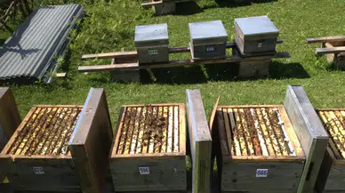 Kafkas arı ırkının koruma altına alınmasıyla ilgili iddialara yanıt